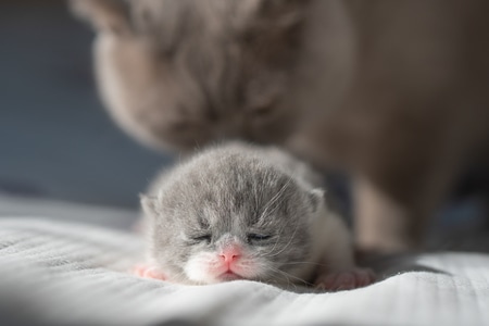 猫-宠物-宠物摄影-小猫-小奶猫成长记录 图片素材
