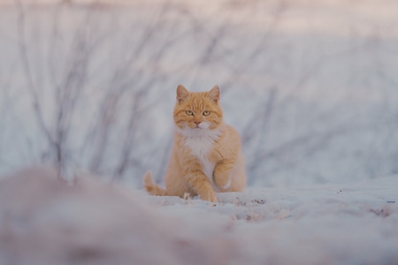 流浪猫-喵星人-猫-宠物摄影-雪 图片素材