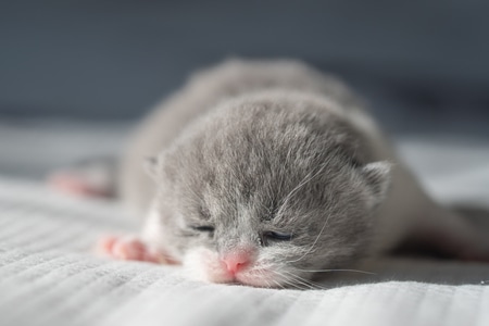 猫-宠物-宠物摄影-小猫-小奶猫成长记录 图片素材