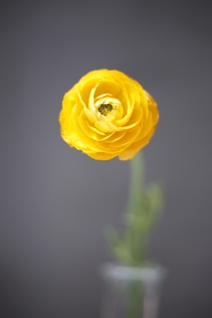 你好2020-魔都-unpredictable变花莫测-花室-鲜花 图片素材