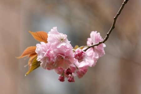 纪实-春天-花卉-四月-花 图片素材