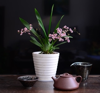 兰花-茶具-花瓶-植物-兰花 图片素材