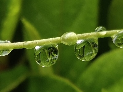 雨后-绿色-水滴-倒影-水滴 图片素材
