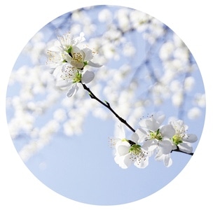 花-春天-花-花朵-花卉 图片素材