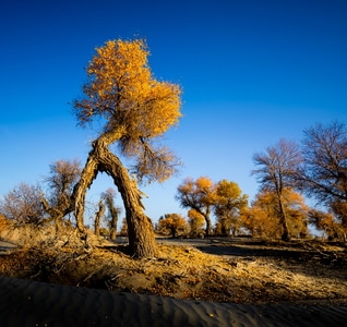 塔里木-新疆-旅游-风光-风景 图片素材