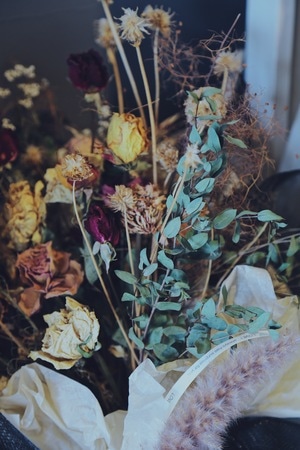 生活-静物-鲜花-干花-花 图片素材