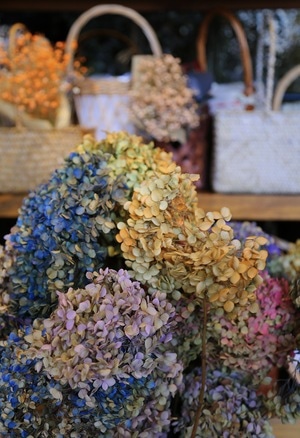 生活-静物-鲜花-干花-花 图片素材