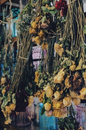 生活-静物-鲜花-干花-花 图片素材