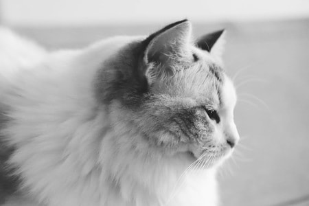 宠物-猫-布偶猫-宠物-猫 图片素材