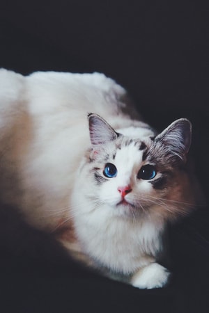 猫咪-铲屎官-猫咪-猫-喵星人 图片素材