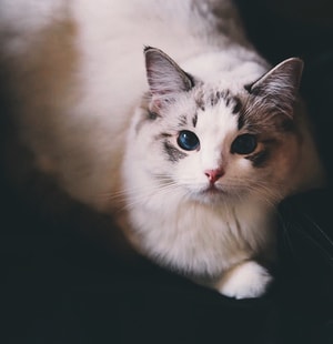 猫咪-铲屎官-猫咪-猫-喵星人 图片素材