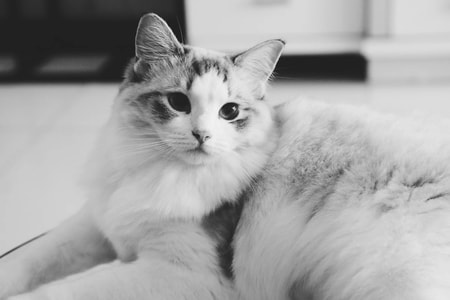 猫咪-铲屎官-猫咪-猫-喵星人 图片素材