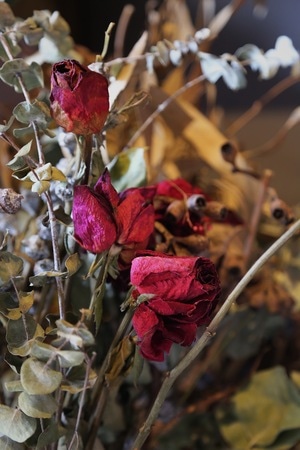 生活-静物-鲜花-干花-玫瑰花 图片素材
