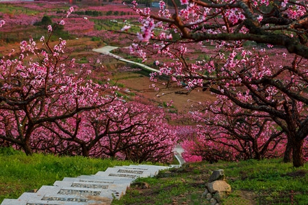 风光-宁波市-纪实-色彩-花朵 图片素材