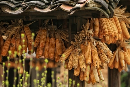 自然-纪实-玉米-食物-玉米 图片素材