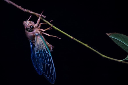 昆虫-微距-生物-蝉-草蜻蛉 图片素材