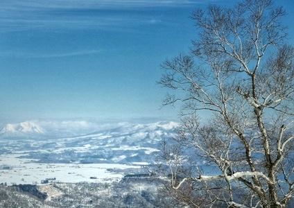 冬景-风景-雪地-树-雪景 图片素材