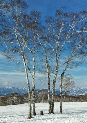 生活-风景-冬景-树-树木 图片素材