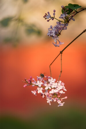 我要上封面-岱庙-丁香花-泰安-花卉 图片素材