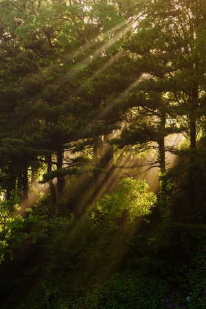 森林-泰山-晨光-森林-晨光 图片素材