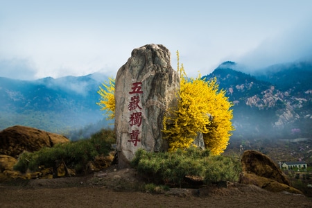 电脑传图-泰山-五岳独尊-迎春花-连翘 图片素材