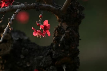 人面桃花-桃花仙子-植物-桃花-花 图片素材