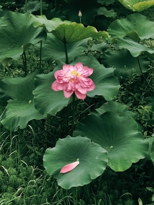 手机-抓拍-街拍-色彩-花 图片素材