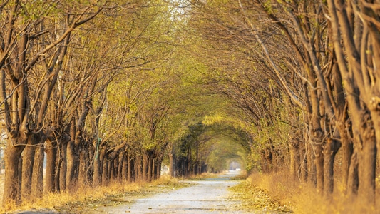 走进秋-时光遂道-风景-道路-林间小路 图片素材