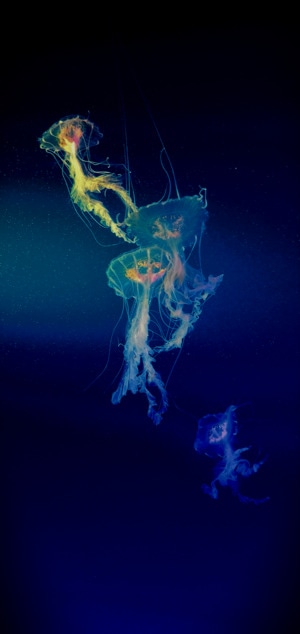 海洋馆-合肥-水母-水母-动物 图片素材