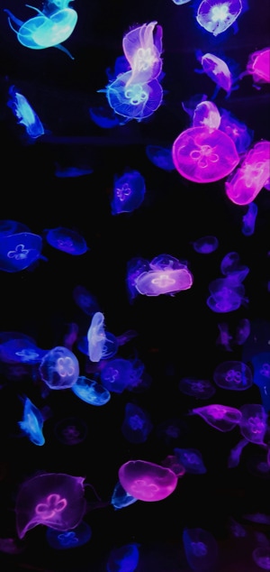 水母-合肥-海洋馆-水母-动物 图片素材