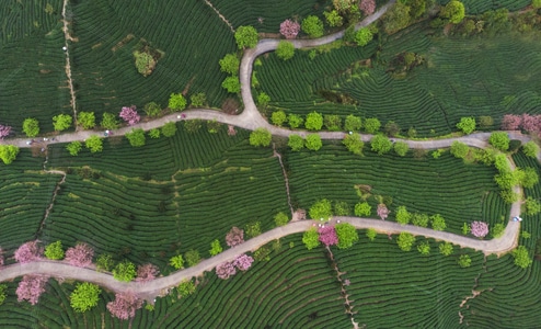 线条-风光-樱花茶园-茶园-风光 图片素材