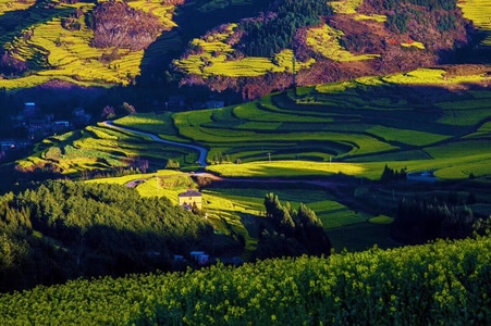 风光-罗平-油菜花-风景-风光 图片素材