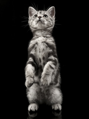 猫-美短-动物-猫-宠物 图片素材