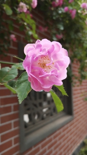 郑州市-花开的声音-花朵-花卉-植物 图片素材