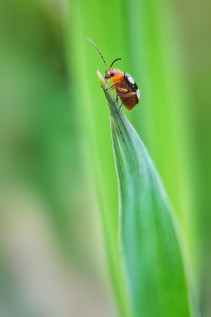 昆虫-手机摄影-华为-手机微距-动物 图片素材