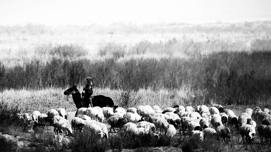 旅行-人文-牧群-羊群-动物 图片素材