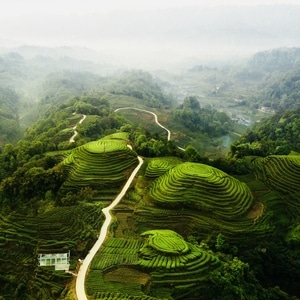 风景-春满茶山-风景-风光-茶园 图片素材