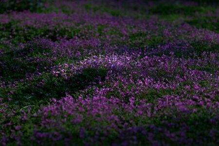 春天-无人-植物-花草-小 图片素材