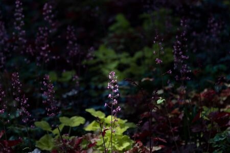 春天-无人-植物-花草-小 图片素材
