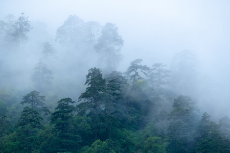 树林-雾-朦胧-飘渺-迷雾 图片素材