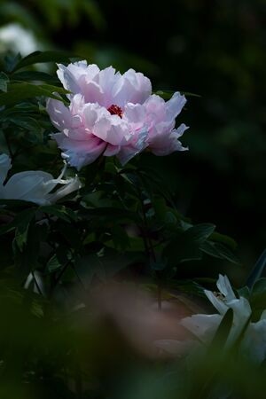 春天-花朵-室外-无人-园林 图片素材