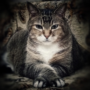 中华田园猫-猫-宠物-动物-中华田园猫 图片素材