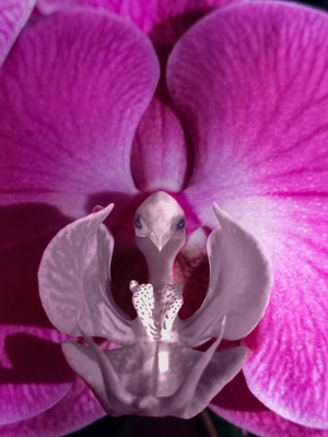 花-特写-蝴蝶兰-有趣的发现-花朵 图片素材