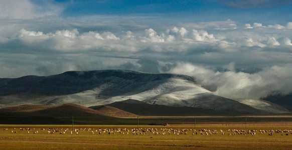 西藏风光-牛羊遍地-自然-风光-自然光 图片素材