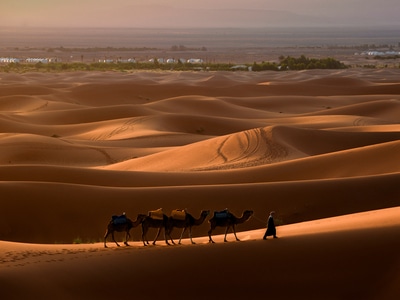 旅行-沙漠-撒哈拉-骆驼-日出光影 图片素材