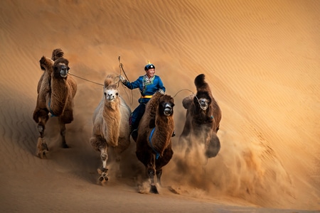 延时-旅行-风光-星空-阿拉伯骆驼 图片素材
