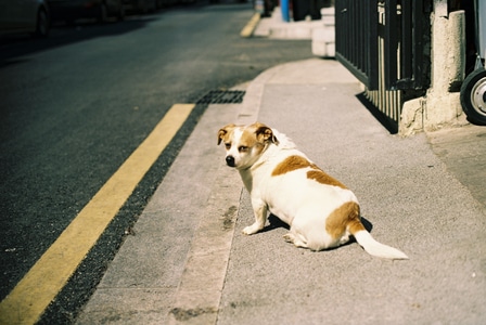 胶片-扫街-街道-动物-狗 图片素材