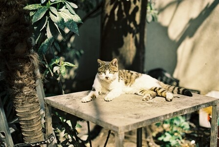 猫-喵星人-胶片-扫街-动物 图片素材