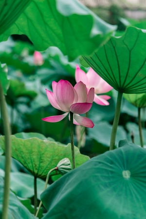 荷花-莲花-莲-荷花-莲花 图片素材