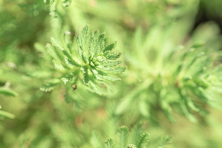 水草-植物-绿色-绿植-植物 图片素材